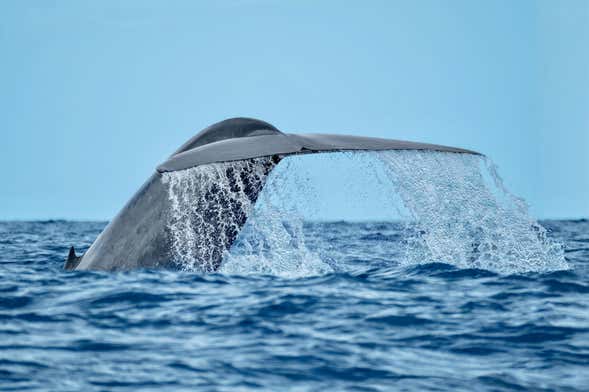 Avistamento de cetáceos em Rabo de Peixe