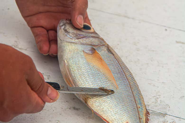 A pesca do dia