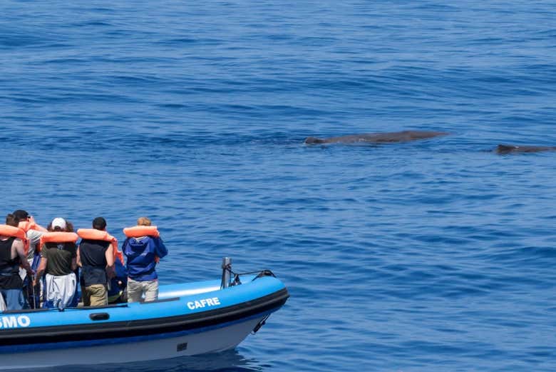 Viendo cetáceos en la isla de San Miguel