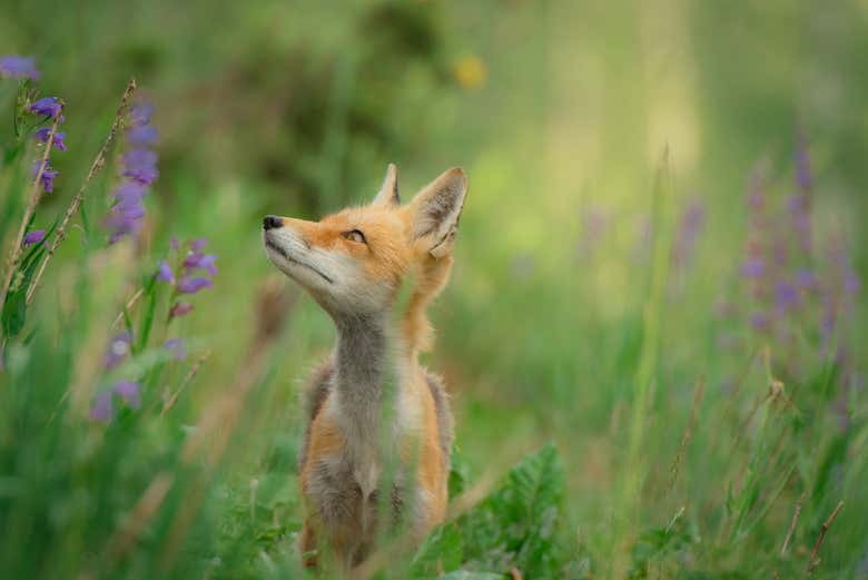 Faune de la vallée de Louredo