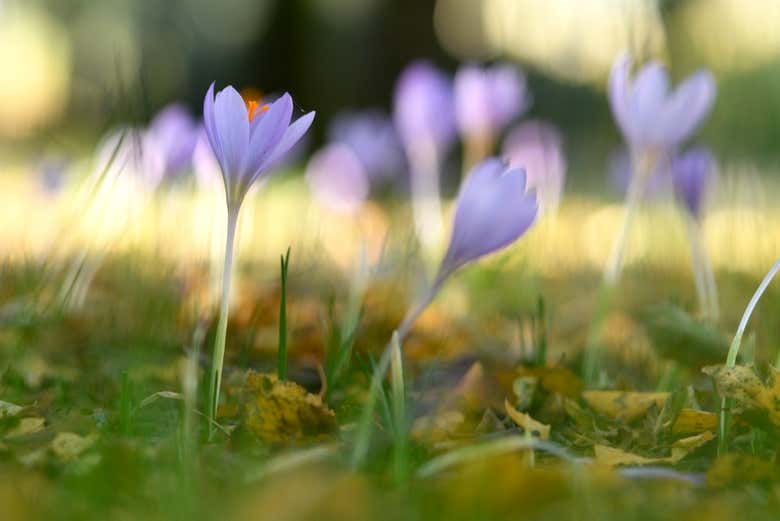 Vegetazione del Parco Naturale di Alvão