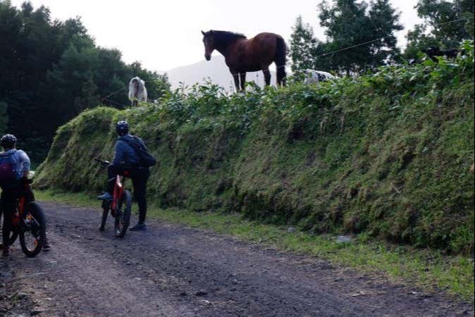 Passing by the local wildlife