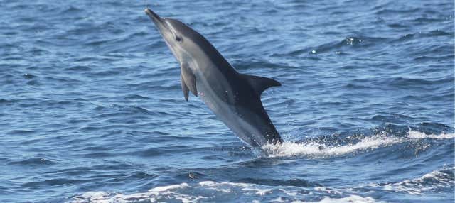 Avistamiento de delfines en Sagres