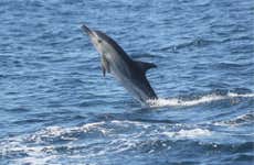 Avistamiento de delfines en Sagres