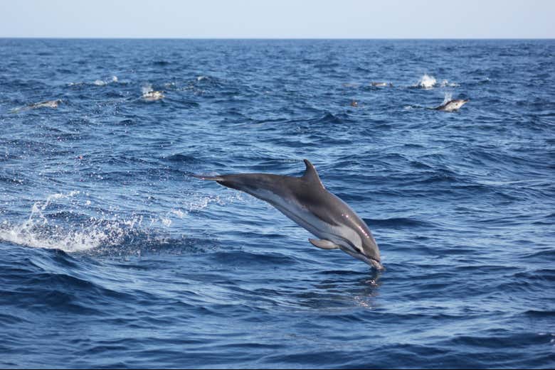 Golfinho nas águas da Costa Vicentina