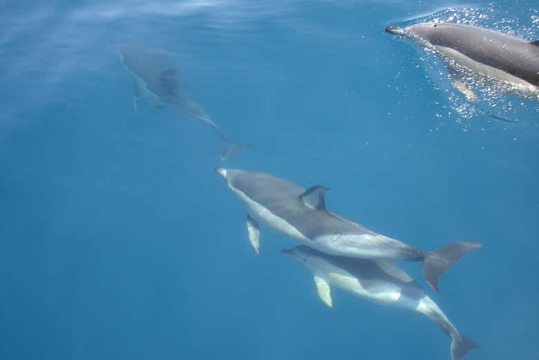 Poderemos ver golfinhos de perto