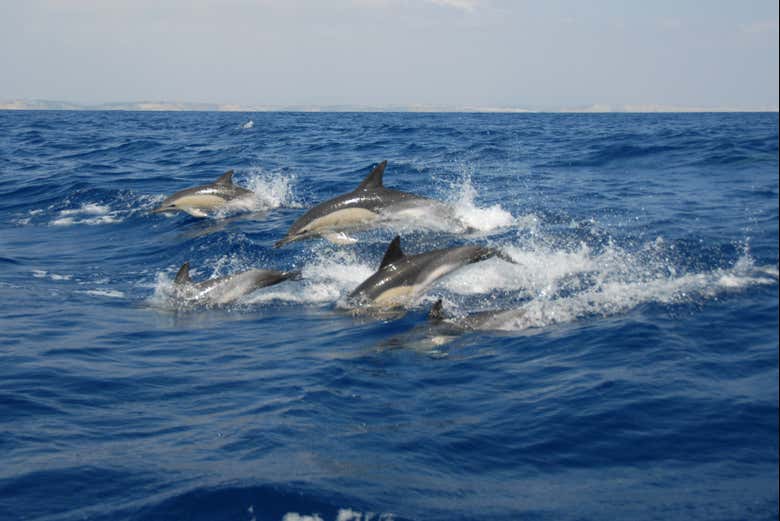A costa de Sagres é muito propícia o avistamento de golfinhos