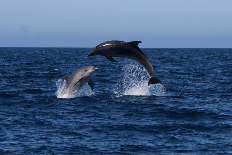 Você poderá fotografar as piruetas dos golfinhos