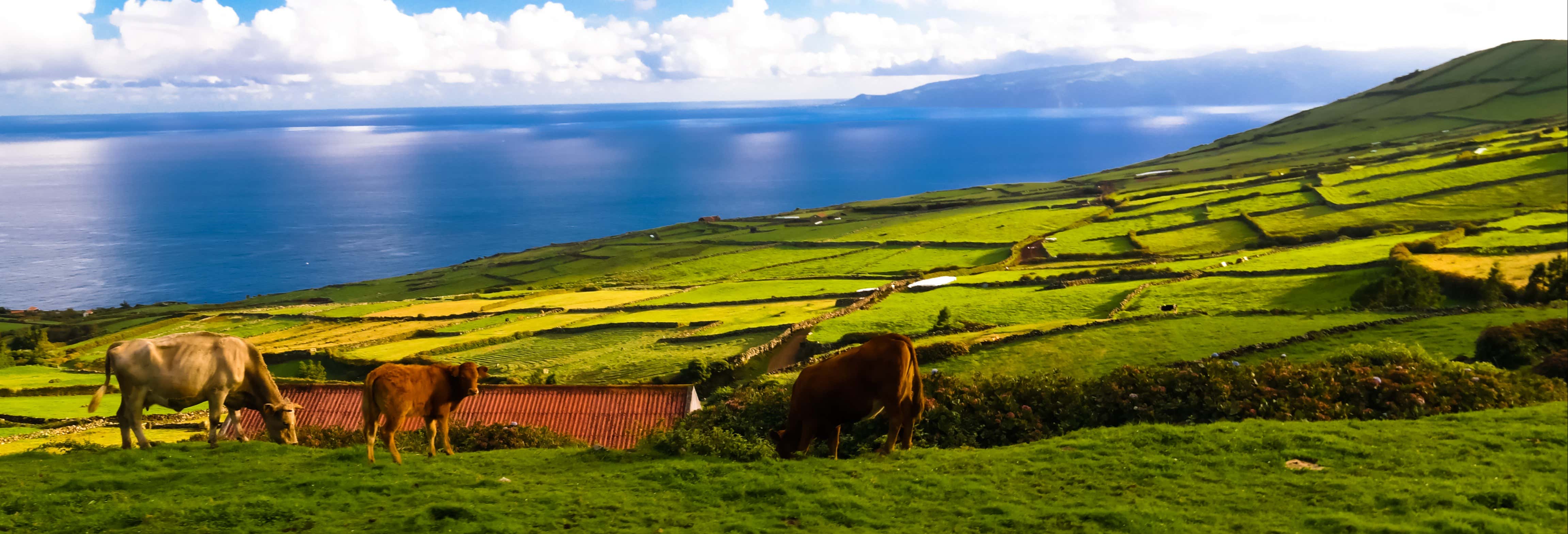 Excursiones de un día en Santa Cruz das Flores