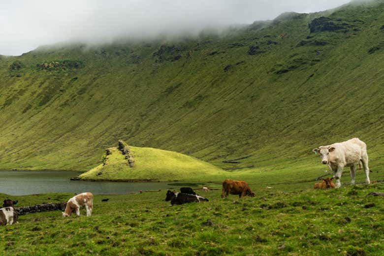 Greenery on the island