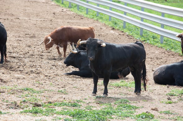 Visita a una ganadería de toros bravos