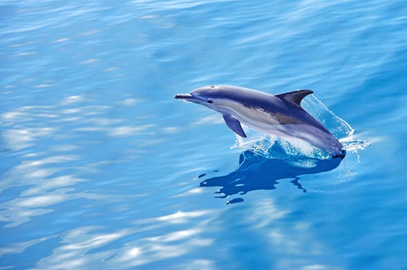Avvistamento di delfini ad Arrábida