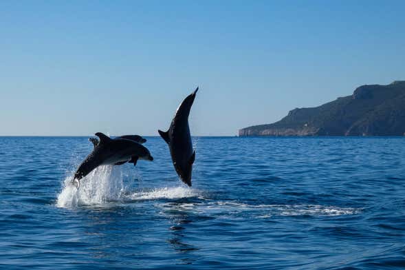 Avistamiento de delfines en el Parque Natural de Arrábida