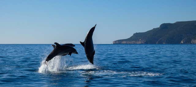 Arrábida Natural Park Dolphin Watching