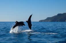 Avistamiento de delfines en el Parque Natural de Arrábida
