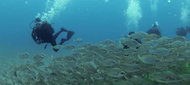 Beginner's Scuba Dive in Arrabida Natural Park