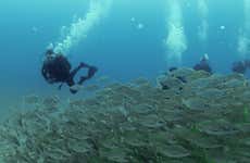 Immersione per principianti al Parco Naturale di Arrábida