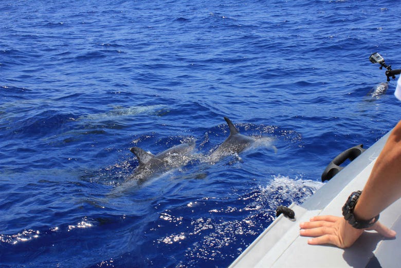 Avistando delfines en Arrábida
