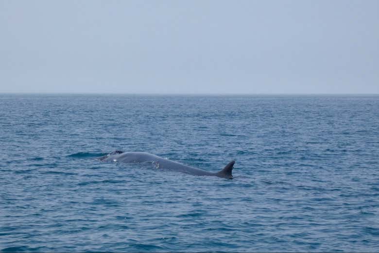 Une baleine
