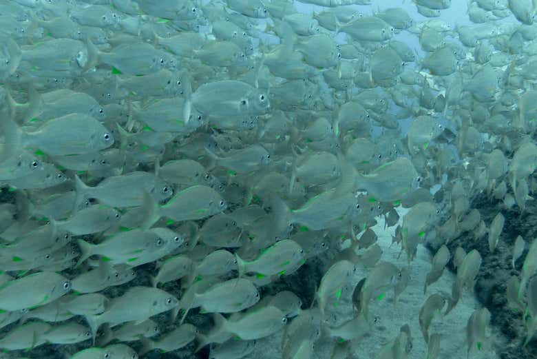 As school of fish