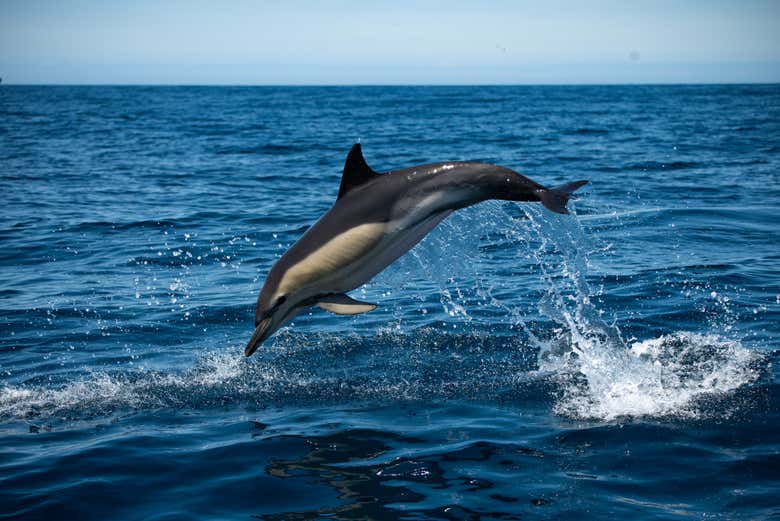 Un dauphin sautant hors de l'eau