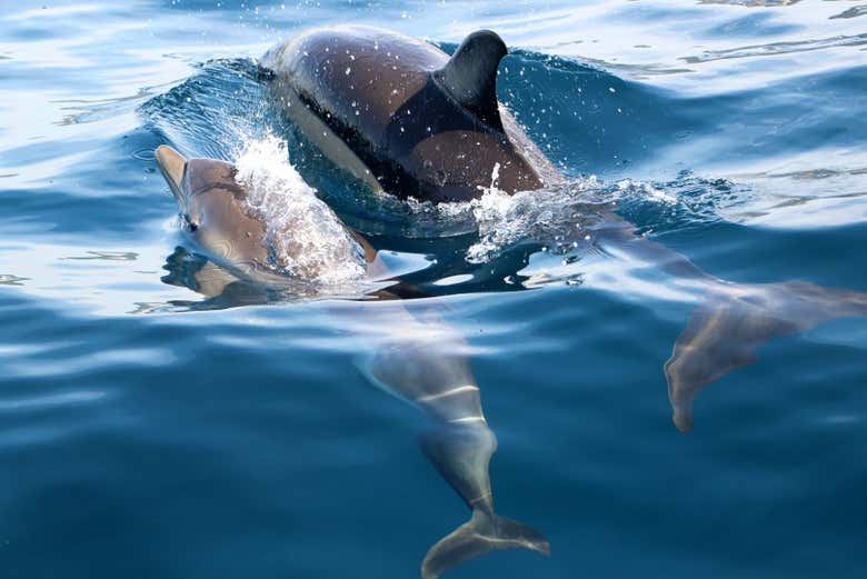 Admire dolphins in their natural habitat