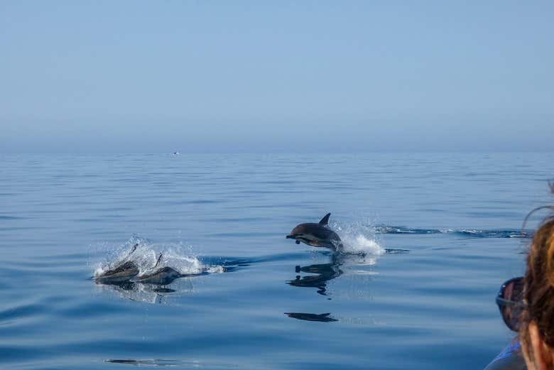 Dauphins dans leur habitat