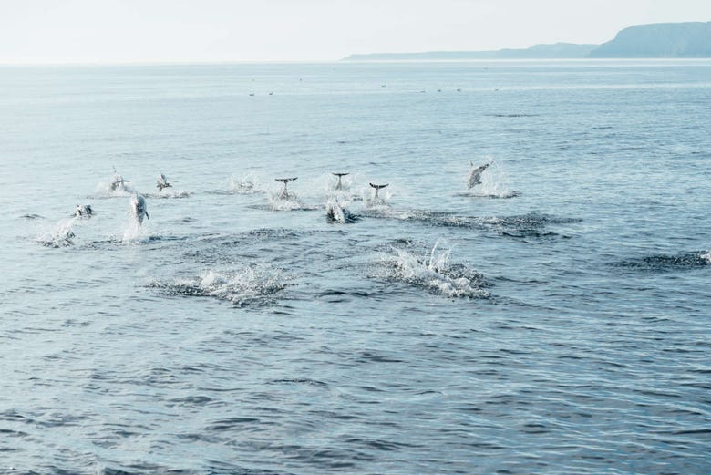 Delfines saltando en la costa de Arrábida