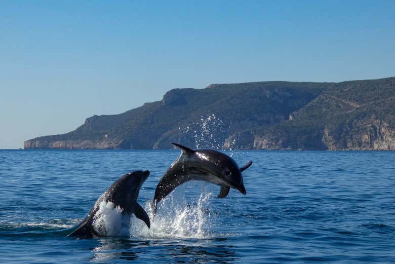 Los delfines saltando