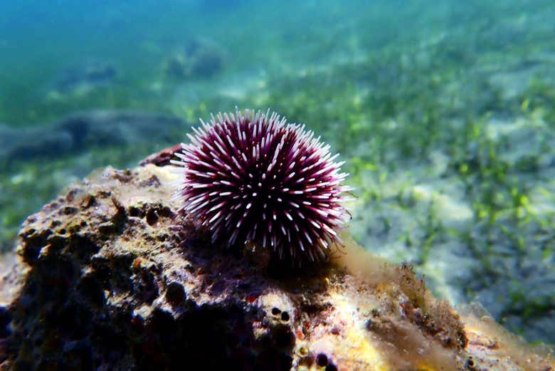 Sea Urchin