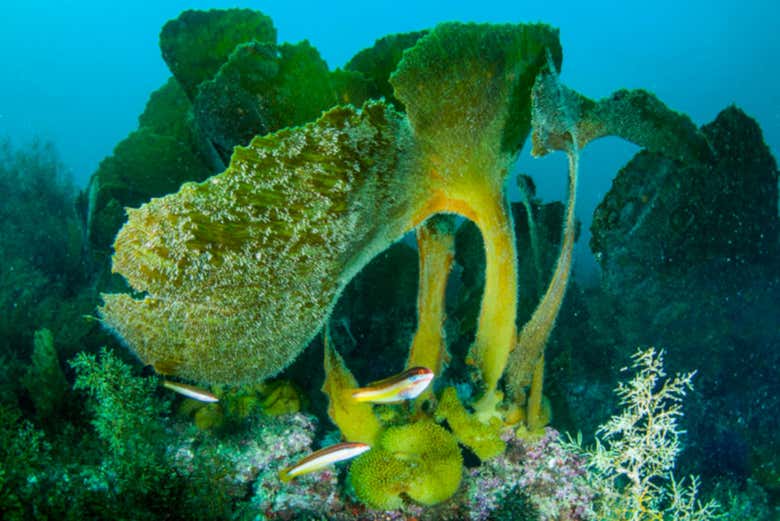 Discovering the beauty of the Atlantic
