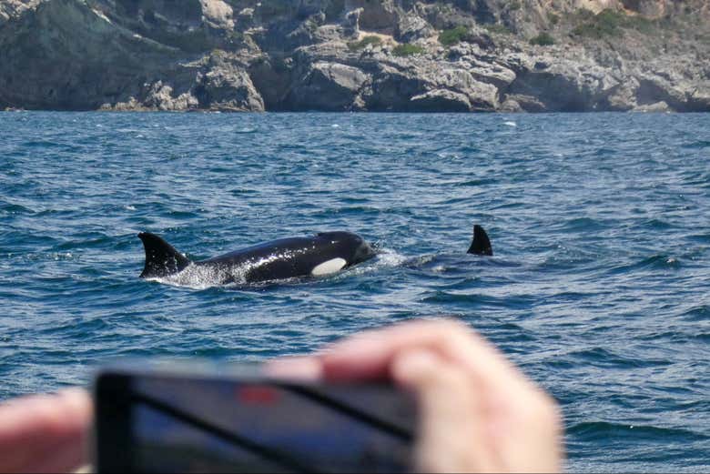 Photographiez une baleine