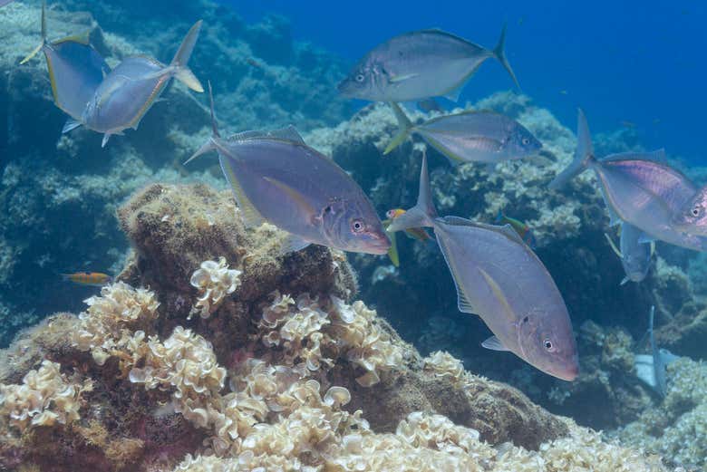 Discovering the inhabitants of the Atlantic
