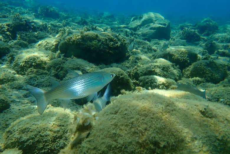 Gray mullet