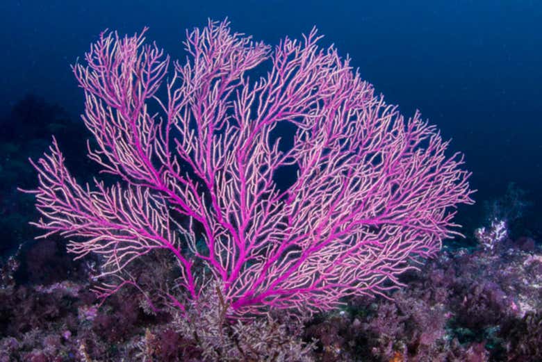 The wonderful marine flora
