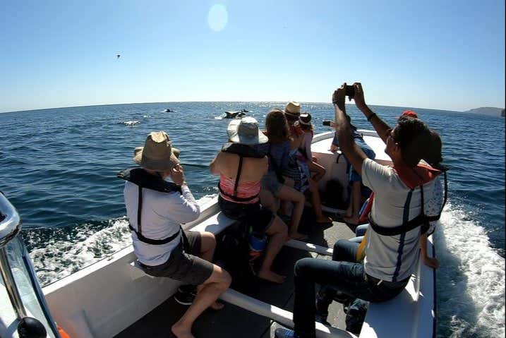 Taking pictures of dolphins