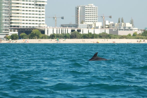 Avistamiento de delfines en el Estuario del Sado