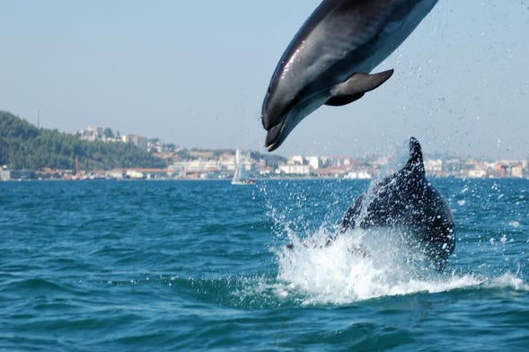 Observation de dauphins dans l'Estuaire du Sado + Balade à Arrábida