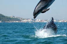 Sado Estuary Dolphin Watching & Arrábida Tour