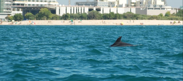Avistamiento de delfines en el Estuario del Sado