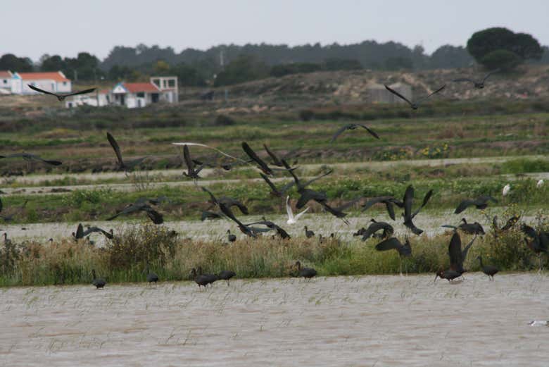 Birdwatching all'Estuario del Sado