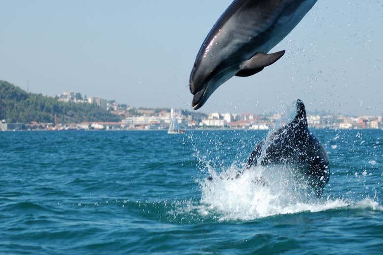 Avistamiento de delfines en el Estuario del Sado