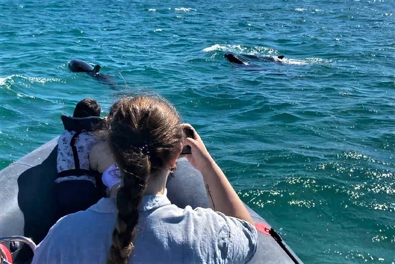 Viendo delfines en una lancha por el Estuario del Sado