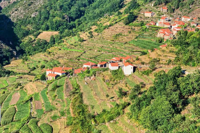 Crop terraces in Sistelo