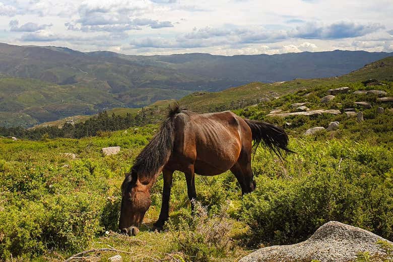 Caballo garrano en Peneda-Gerês