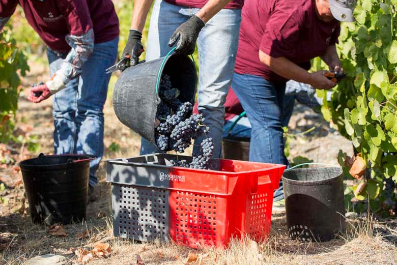 La recolte du vin à Tabuaço