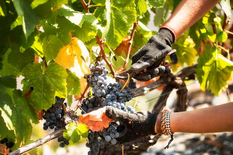 Les raisins cultivés dans le domaine de Quinta S. Luiz