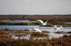 Avistamiento de aves en la Ría Formosa