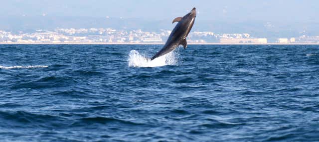 Avistamiento de delfines en Tavira