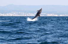 Avistamento de golfinhos em Tavira